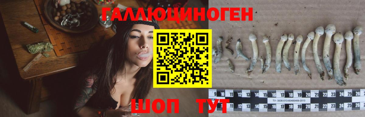 Псилоцибиновые грибы Psilocybine cubensis Миллерово